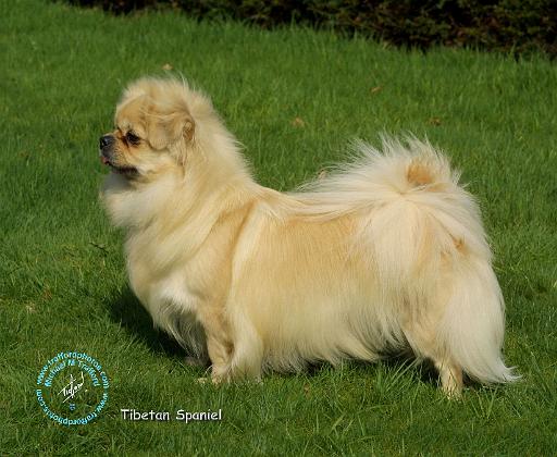 Tibetan Spaniel 9T070D-058.JPG